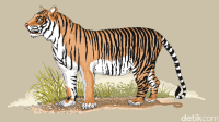 Harimau